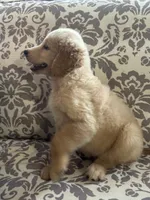 Butterball, a male Golden Retriever for sale in Henderson, TN – 3 of 4