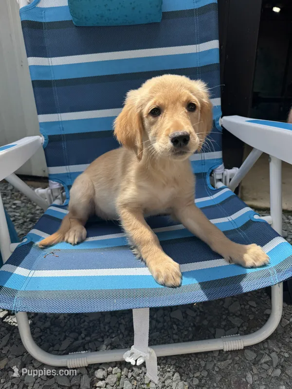 Charlie – Golden Retriever puppy for sale in Henderson, TN