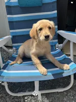 Charlie, a male Golden Retriever for sale in Henderson, TN – 1 of 1