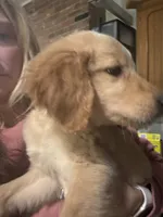 Tink, a female Golden Retriever for sale in Henderson, TN – 3 of 3