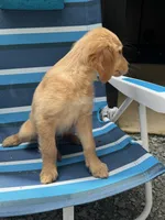 Chester, a male Golden Retriever for sale in Henderson, TN – 3 of 3