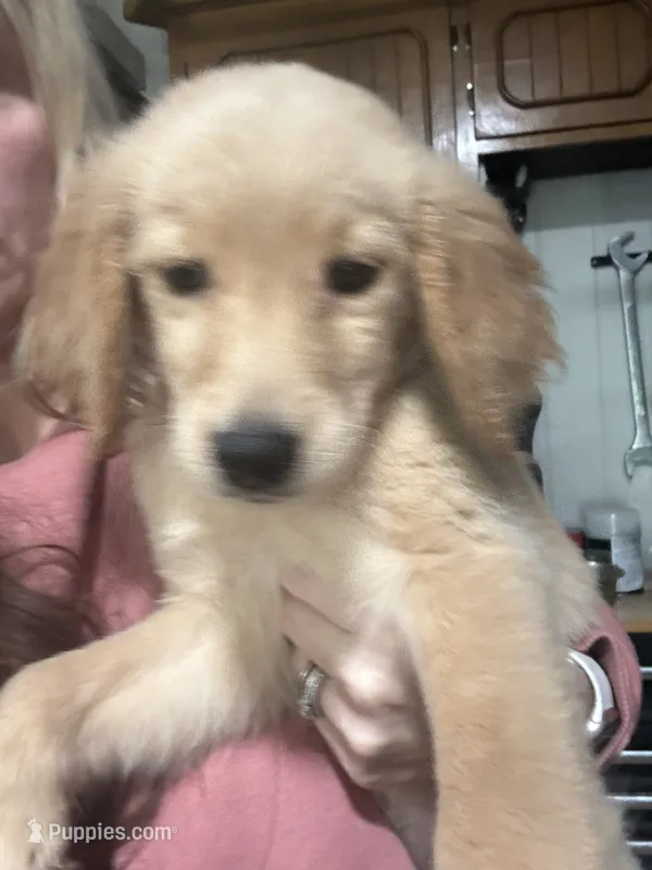 Tink – Golden Retriever puppy for sale in Henderson, TN