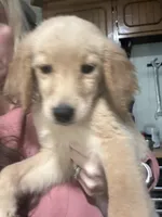 Tink, a female Golden Retriever for sale in Henderson, TN – 1 of 3