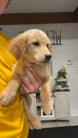 Scout, a male Golden Retriever for sale in Henderson, TN – 1 of 3
