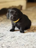 Yellow Boy, a male Miniature Dachshund for sale in Alba, TX – 2 of 2