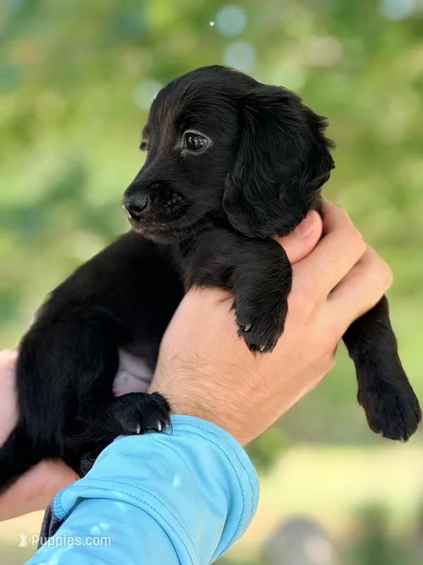 Yellow Boy – Miniature Dachshund puppy for sale in Alba, TX