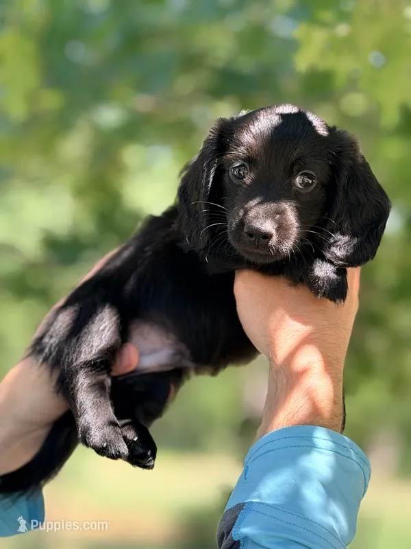 Red Boy – Miniature Dachshund puppy for sale in Alba, TX