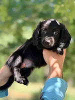 Red Boy, a male Miniature Dachshund for sale in Alba, TX – 1 of 2