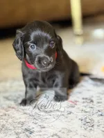 Red Boy, a male Miniature Dachshund for sale in Alba, TX – 2 of 2
