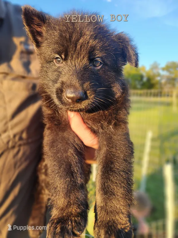 Yellow Boy – German Shepherd Dog puppy for sale in Lebo, KS