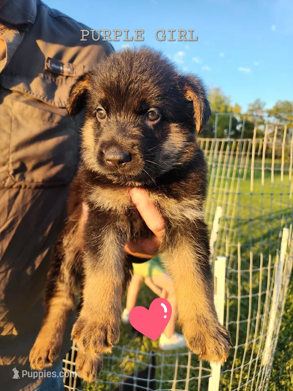 Purple Girl – German Shepherd Dog puppy for sale in Lebo, KS