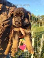 Purple Girl, a female German Shepherd Dog for sale in Lebo, KS – 1 of 1