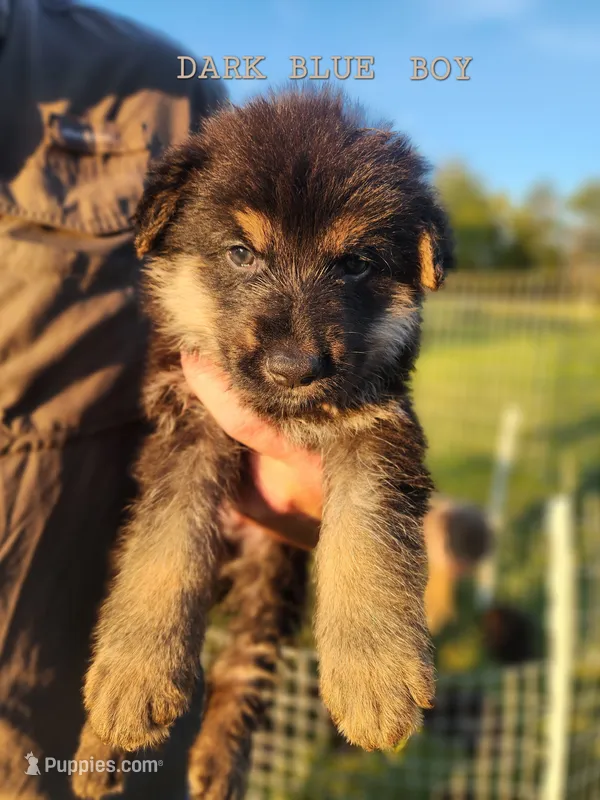 Dark Blue Boy – German Shepherd Dog puppy for sale in Lebo, KS