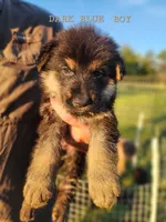 Dark Blue Boy, a male German Shepherd Dog for sale in Lebo, KS – 1 of 1