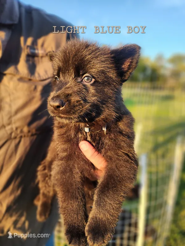Light Blue Boy – German Shepherd Dog puppy for sale in Lebo, KS