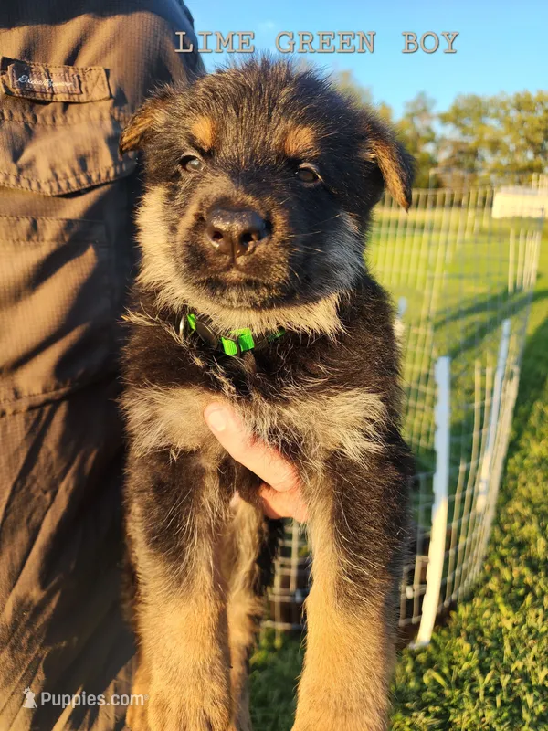 Lime Green Boy – German Shepherd Dog puppy for sale in Lebo, KS