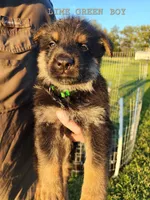 Lime Green Boy, a male German Shepherd Dog for sale in Lebo, KS – 1 of 1