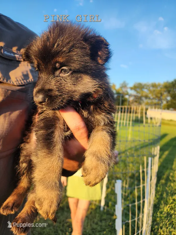Pink Girl – German Shepherd Dog puppy for sale in Lebo, KS