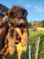 Pink Girl, a female German Shepherd Dog for sale in Lebo, KS – 1 of 1