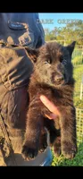 Dark Green Boy, a male German Shepherd Dog for sale in Lebo, KS – 1 of 1