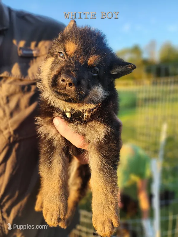 White Boy – German Shepherd Dog puppy for sale in Lebo, KS