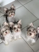 Blue, a male Yorkshire Terrier for sale in Tarpon Springs, FL – 5 of 10