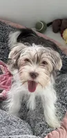 Blue, a male Yorkshire Terrier for sale in Tarpon Springs, FL – 2 of 10