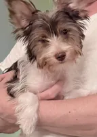 Purple , a female Yorkshire Terrier for sale in Tarpon Springs, FL – 2 of 10