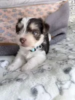 Blue, a male Yorkshire Terrier for sale in Tarpon Springs, FL – 8 of 10