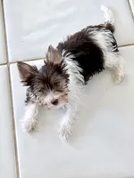 Purple , a female Yorkshire Terrier for sale in Tarpon Springs, FL – 3 of 10