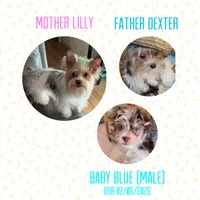 Blue, a male Yorkshire Terrier for sale in Tarpon Springs, FL – 9 of 10