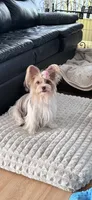 Blue, a male Yorkshire Terrier for sale in Tarpon Springs, FL – 10 of 10