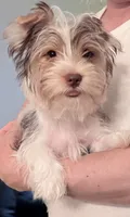 Blue, a male Yorkshire Terrier for sale in Tarpon Springs, FL – 3 of 10