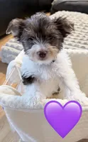 Purple , a female Yorkshire Terrier for sale in Tarpon Springs, FL – 9 of 10