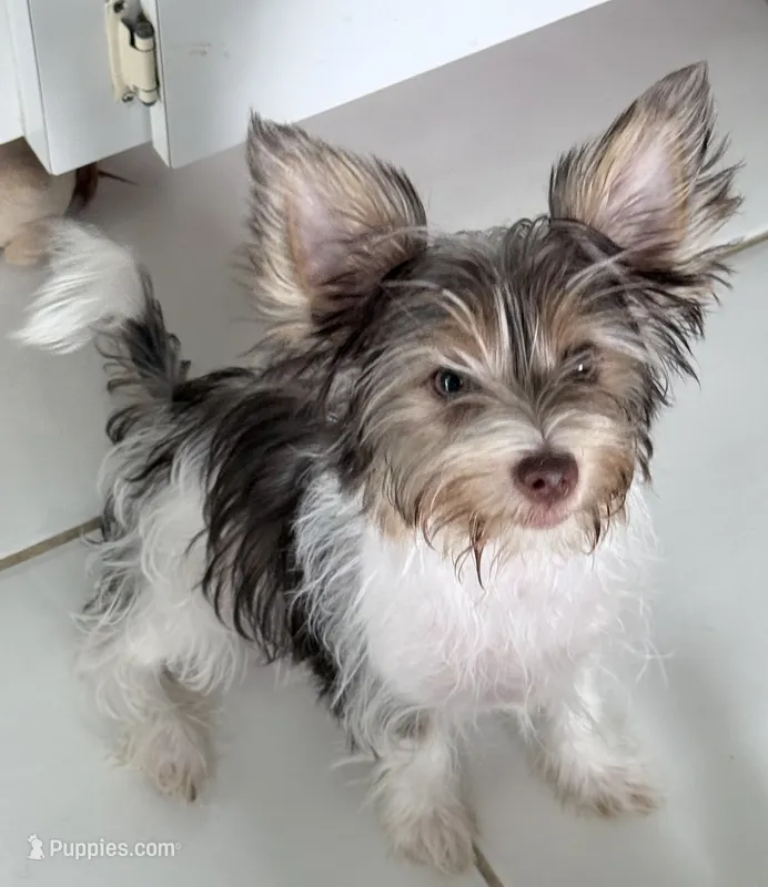 Purple  – Yorkshire Terrier puppy for sale in Tarpon Springs, FL