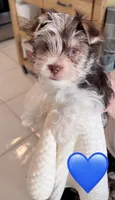Blue, a male Yorkshire Terrier for sale in Tarpon Springs, FL – 6 of 10