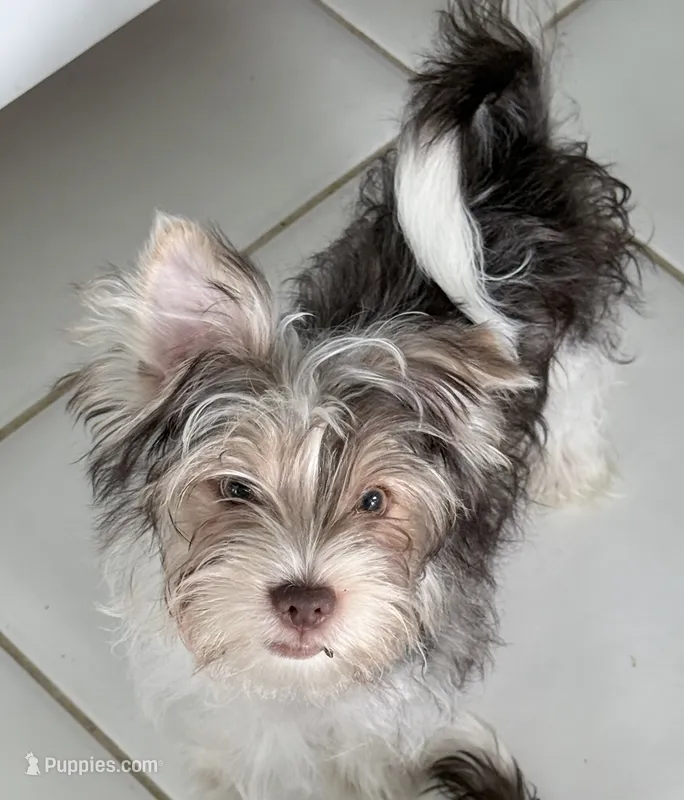 Blue – Yorkshire Terrier puppy for sale in Tarpon Springs, FL