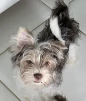 Blue, a male Yorkshire Terrier for sale in Tarpon Springs, FL – 1 of 10