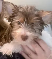 Purple , a female Yorkshire Terrier for sale in Tarpon Springs, FL – 5 of 10