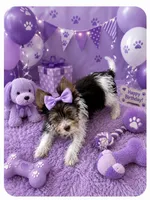 Purple , a female Yorkshire Terrier for sale in Tarpon Springs, FL – 8 of 10