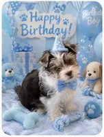 Blue, a male Yorkshire Terrier for sale in Tarpon Springs, FL – 7 of 10