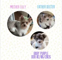 Purple , a female Yorkshire Terrier for sale in Tarpon Springs, FL – 10 of 10
