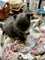Drambuie, a male Pomeranian for sale in Champlain, NY – 4 of 5