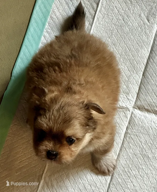 Garnet – Peekapoo, Pomeranian puppy for sale in Champlain, NY