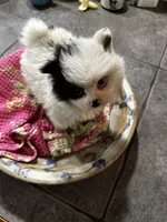 Macaroon, a female Pomeranian for sale in Champlain, NY – 2 of 5