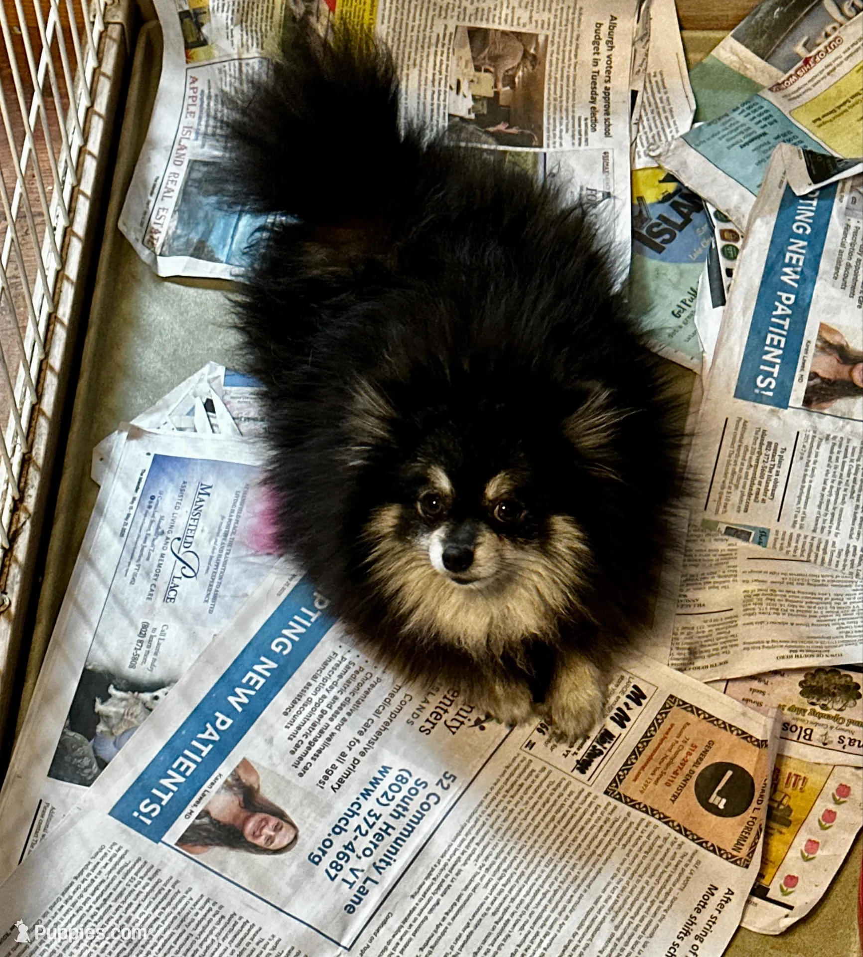 DRAMBUIE, a male Pomeranian for sale in Champlain, NY – Photo 4 of 4