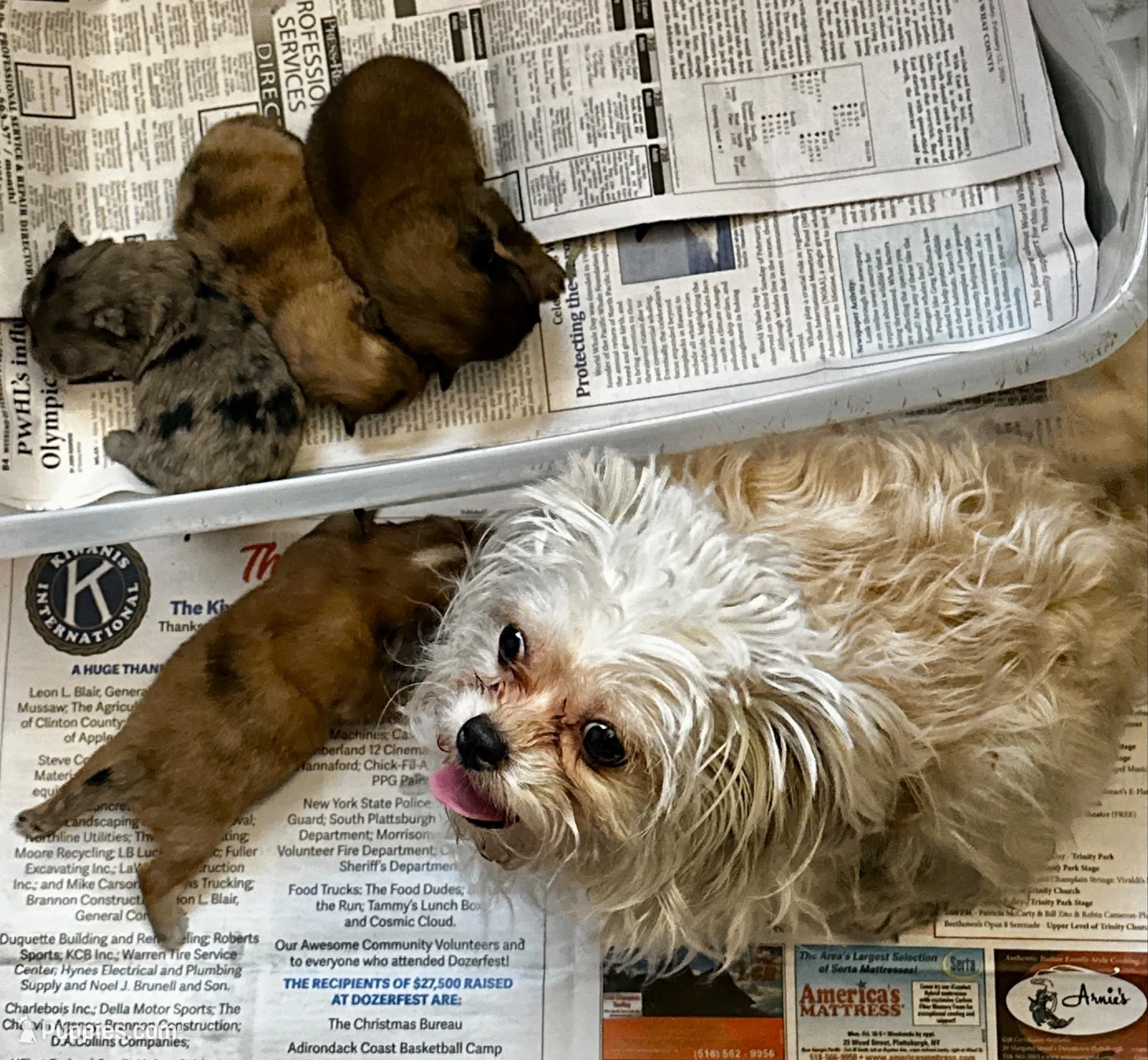 Amber, a female Peek-A-Pom for sale in Champlain, NY – Photo 3 of 4