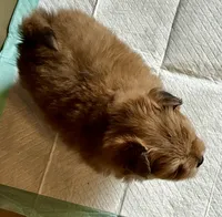 Garnet, a female Peekapoo and Pomeranian for sale in Champlain, NY – 4 of 4