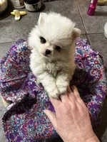 Meringue, a female Pomeranian for sale in Champlain, NY – 1 of 5