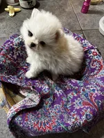 Meringue, a female Pomeranian for sale in Champlain, NY – 4 of 5